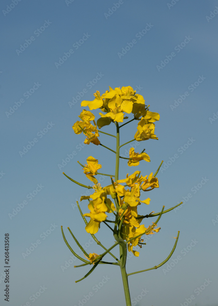 canola blooms on the field