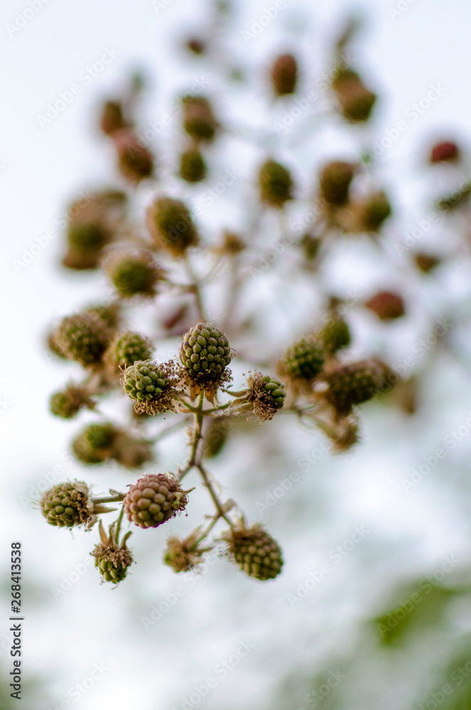 Fototapeta premium MORAS VERDES