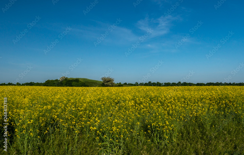 blooming rapeseed field on the farm