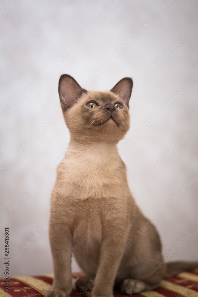 kitten scottish british cat burma munchkin animals kitten scottish british cat burma munchkin animals