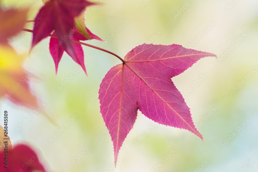 Soft Focus Colorful Maple Leaves blossom on tree branches with nature blurred background, wild maple nature in Doi Inthanon, Chiang Mai, northern of Thailand. Soft Focus Colorful Maple Leaves blossom on tree branches with nature blurred background, wild maple nature in Doi Inthanon, Chiang Mai, northern of Thailand.