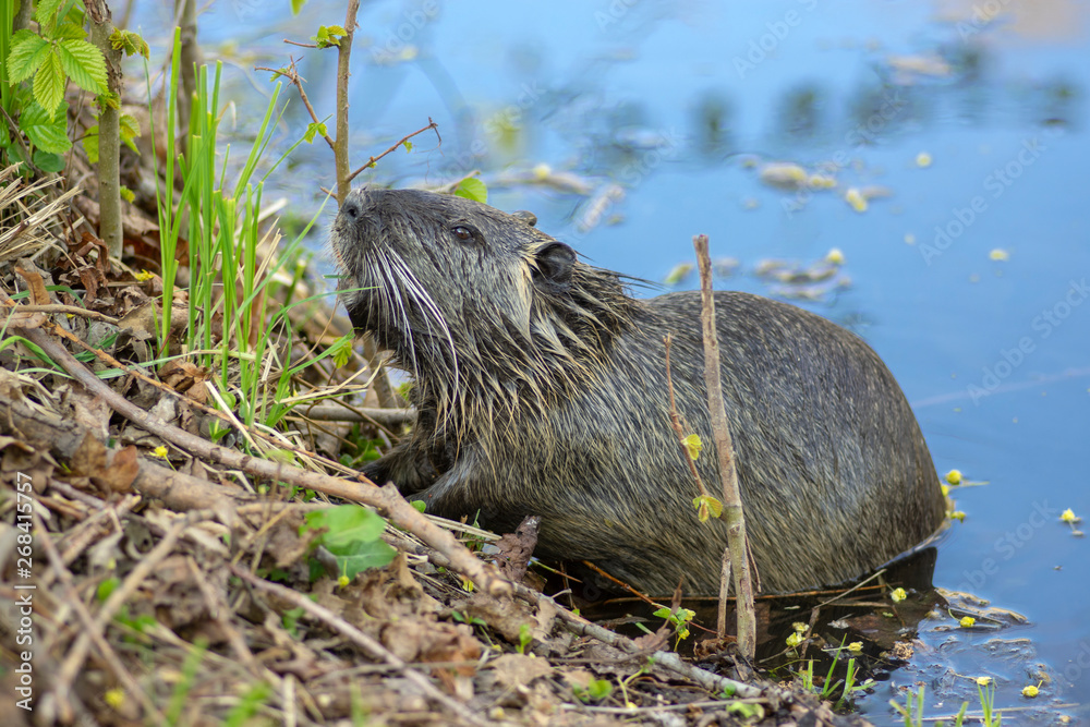 Myocastor coypus is a large herbivorous semiaquatic rodent, small hairy beast on river bank eating green plant Myocastor coypus is a large herbivorous semiaquatic rodent, small hairy beast on river bank eating green plant