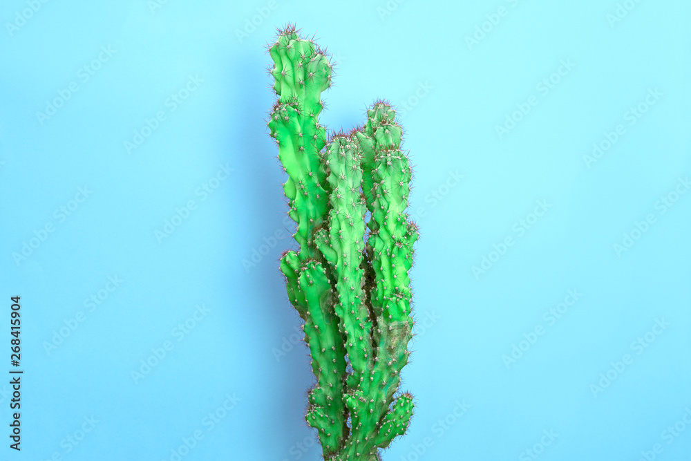Cactus Green colored on blue background. Fashion, minimalism. Contemporary Art gallery Style. Creative concept. Trendy tropical fashionable plant, pastel color. Surrealism Cactus Green colored on blue background. Fashion, minimalism. Contemporary Art gallery Style. Creative concept. Trendy tropical fashionable plant, pastel color. Surrealism
