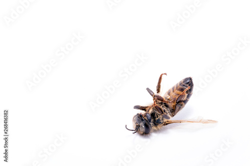 dead fallen bee on white background, conceptual image on pesticides and environmental risk. Bee on extermination, dead on the ground.