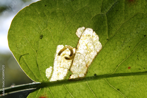 Leaf mine of Pegomya solennis on green leaf of dock or Rumex sp. May, Belarus photo