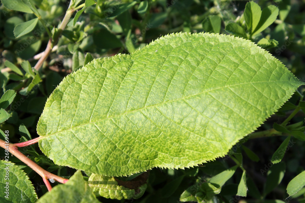 Virus-triggered symptoms of chlorotic mottling and mosaic on green leaf of bird cherry (Prunus padus). May, Belarus Virus-triggered symptoms of chlorotic mottling and mosaic on green leaf of bird cherry (Prunus padus). May, Belarus