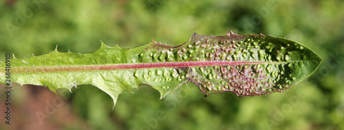 Galls of Trioza dispar on leaf of Taraxacum officinale (Dandelion). May, Belarus photo