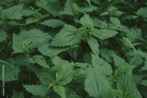 Stinging nettle plants texture. Urtica dioica  common nettle  stinging nettle  nettle leaf. Green nature horizontal background. Close-up. Top view.