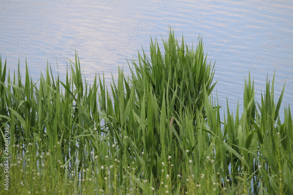 wassergras2