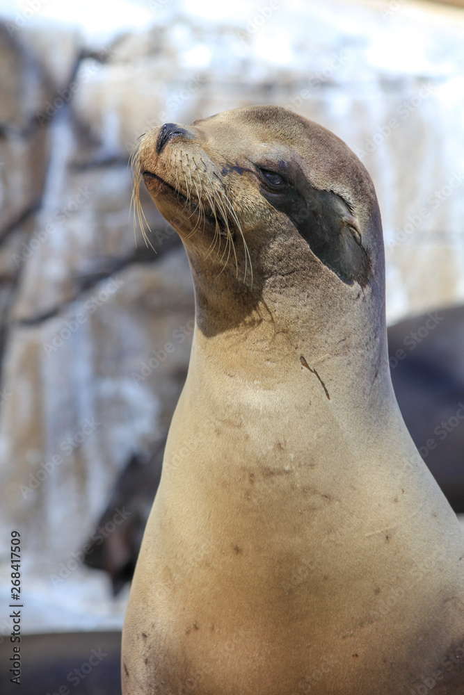 Obraz premium the seal fish weeping in the show Park