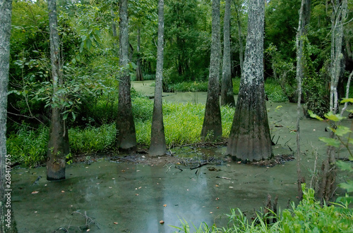 An elevated path over a swamp at Tickfaw State Park, located 7 mi (11 km) west of Springfield, in Livingston Parish, Louisiana, USA.