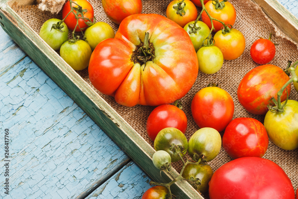 Set of ripe tomatoes in the wooden tray, blue wooden background