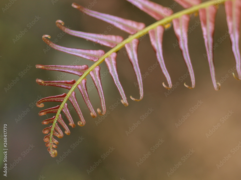 Soft focus young leaf of wood fern with nature blurred background. nature in Doi Inthanon, Chiang Mai, Thailand. Soft focus young leaf of wood fern with nature blurred background. nature in Doi Inthanon, Chiang Mai, Thailand.