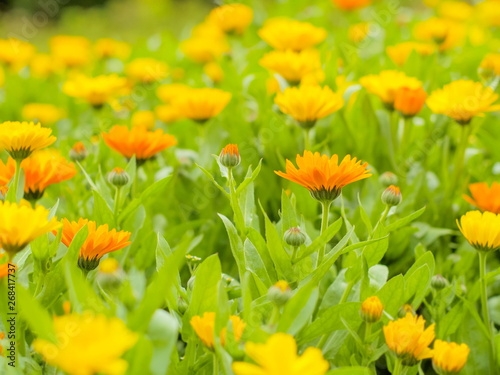 Soft Focus Orange Calendula flower with green nature blurred background. nature in Doi Inthanon  Chiang Mai  Thailand.
