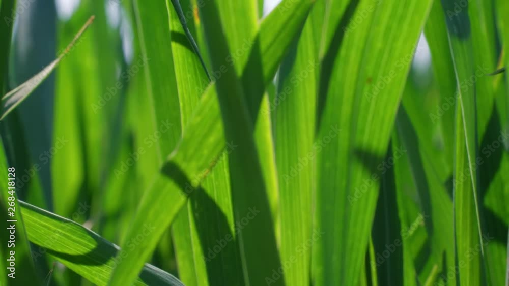 Green grass field quivering with light breeze at sunny spring day, nature background. Lawn ground, young wheat under wind, closeup. Cereal plant, bread corn, rye, oat, rice. Landscape herbage, summer Green grass field quivering with light breeze at sunny spring day, nature background. Lawn ground, young wheat under wind, closeup. Cereal plant, bread corn, rye, oat, rice. Landscape herbage, summer