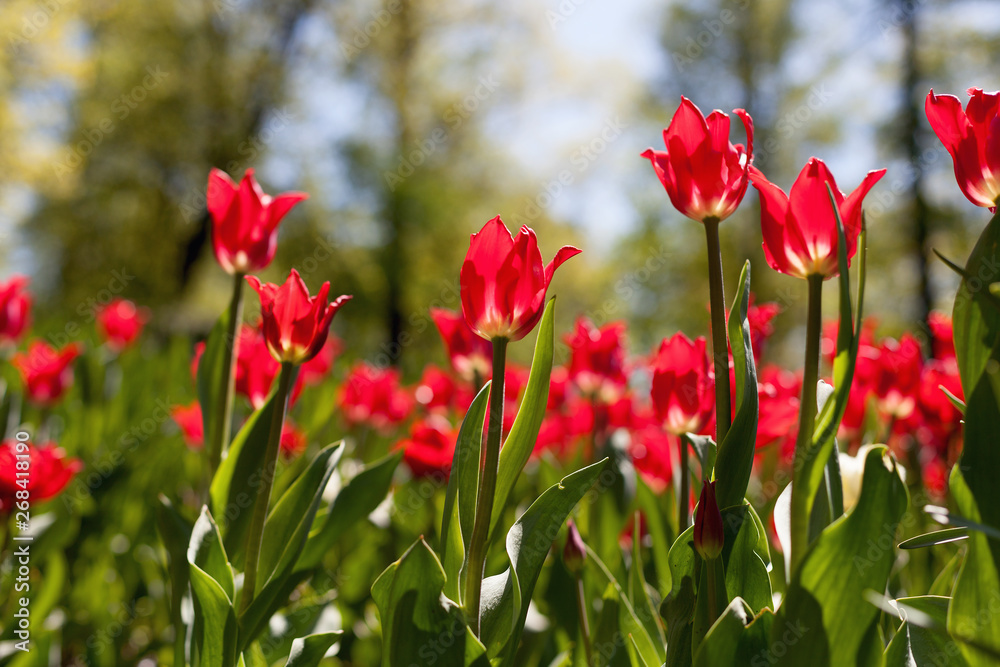 Obraz premium Spring tulips in the park