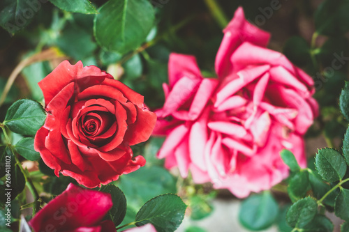 Roses In The Garden - Selective Focus Pink   Red Rose Bush