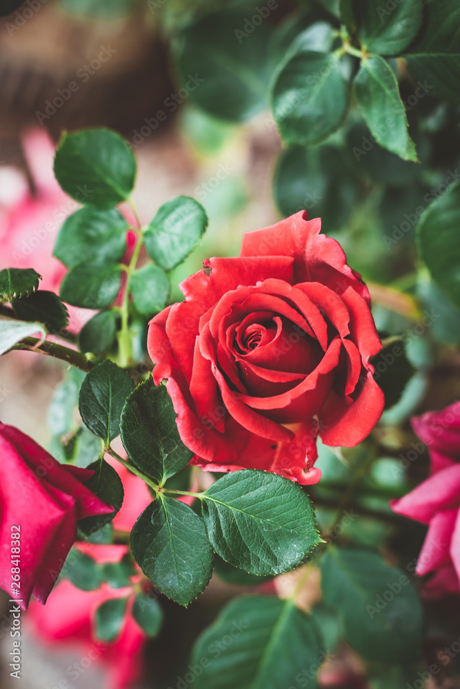 Roses In The Garden - Selective Focus Red Rose Bush Up-close Stock-Foto |  Adobe Stock