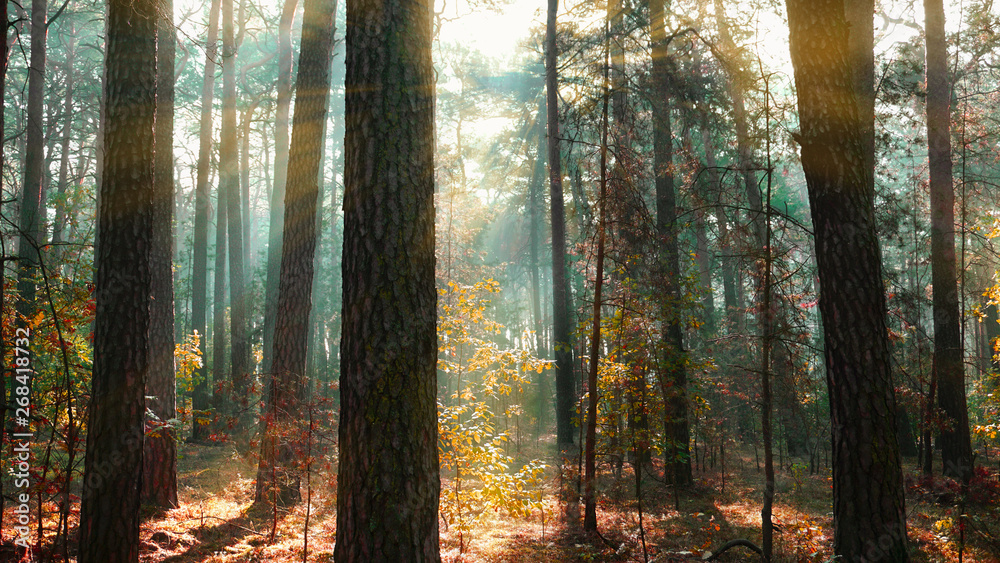 Naklejka premium rays of sun in the autumn forest