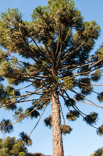 tree on background of blue sky