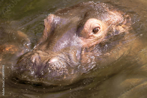 hippo's head 