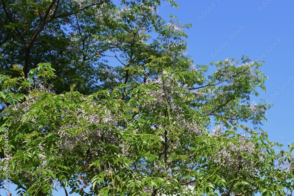 Bead tree flowers (Nelia azedarach / Chinaberry) Bead tree flowers (Nelia azedarach / Chinaberry)