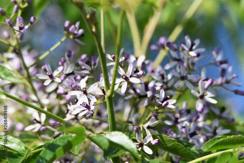 Bead tree flowers (Nelia azedarach / Chinaberry) Bead tree flowers (Nelia azedarach / Chinaberry)