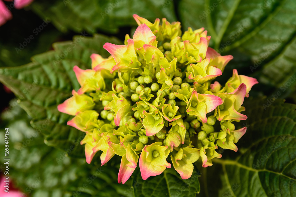 Unusual sedum plant with a yellow-green petal pink on the edges of the petal bloom in the garden, top view Unusual sedum plant with a yellow-green petal pink on the edges of the petal bloom in the garden, top view