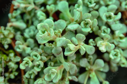 Background of beautiful succulents with small leaves growing up looks like green corals