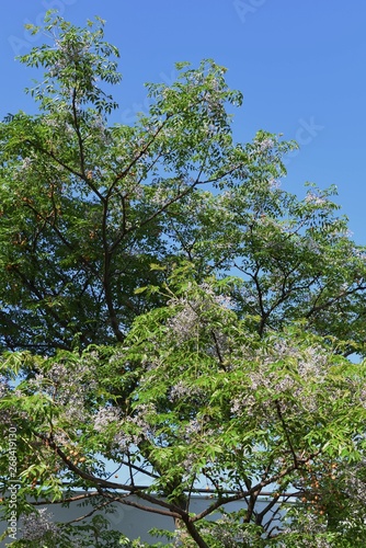 Bead tree flowers (Nelia azedarach / Chinaberry) photo