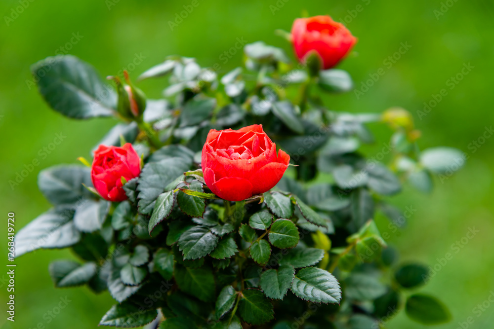 Obraz premium Red rose