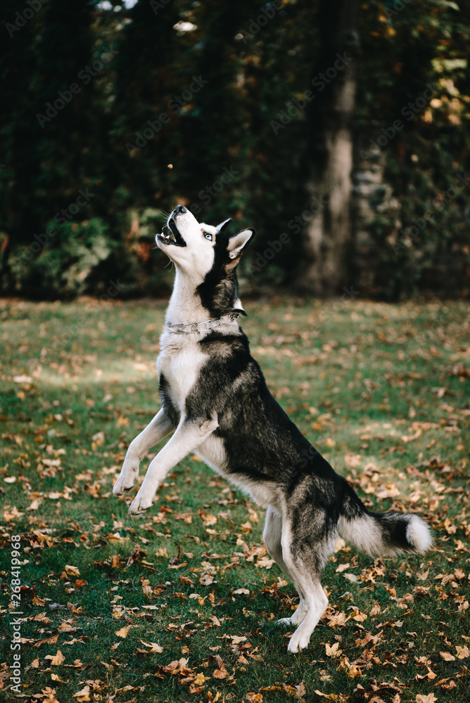 Husky dog jumps for food Husky dog jumps for food