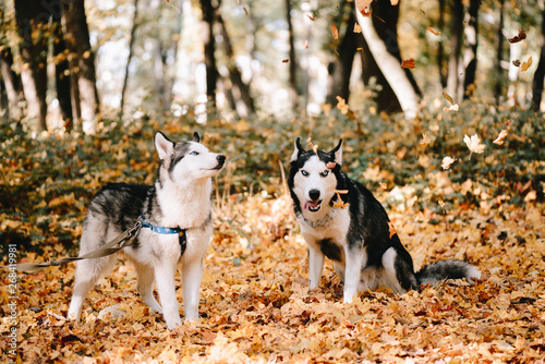 Two dogs Siberian Husky in autumn park