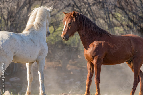 Wild horses of the Salt River in Arizona