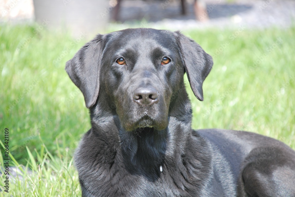 Beautiful engaged black Labrador 