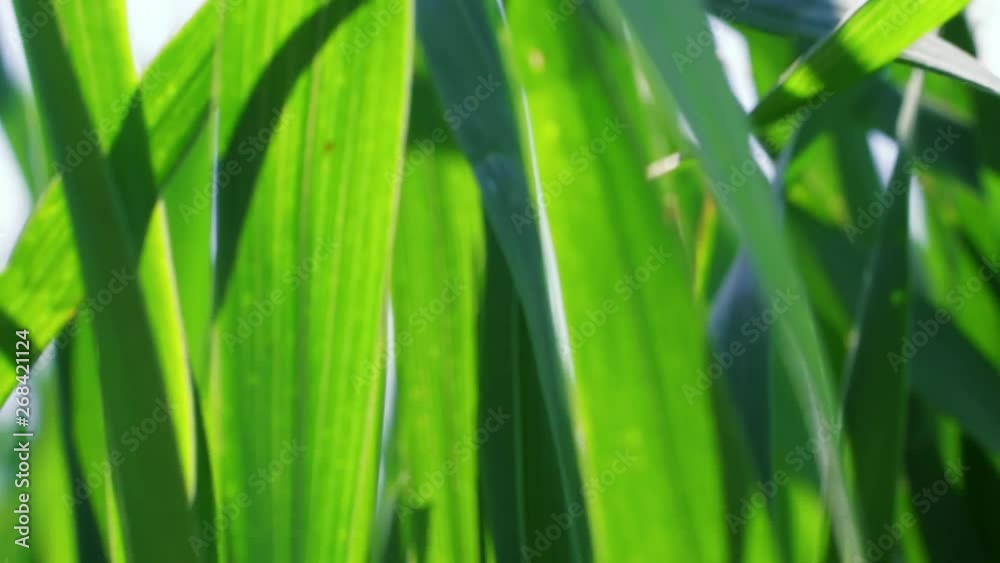 Green grass with blowing high wind, close up, storm at spring day, nature background. Lawn ground, young wheat on field under strong blowing, closeup. Cereal plant, bread corn, rye, oat, rice. Herbage Green grass with blowing high wind, close up, storm at spring day, nature background. Lawn ground, young wheat on field under strong blowing, closeup. Cereal plant, bread corn, rye, oat, rice. Herbage