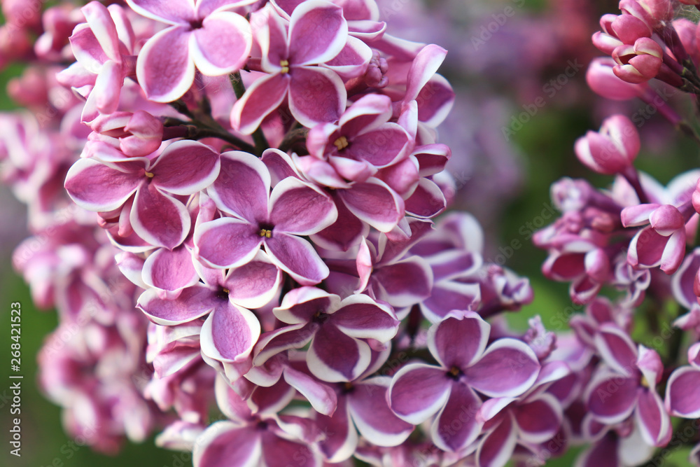 Tender delicate two colored white and violet lilac flowers branch close up Tender delicate two colored white and violet lilac flowers branch close up