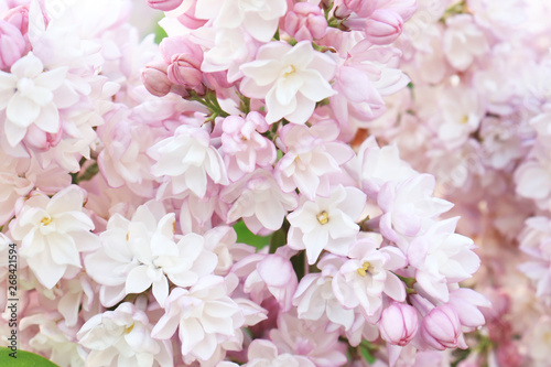 Tender delicate pink lilac, Syringa vulgaris double flowers as a background © ReaLiia