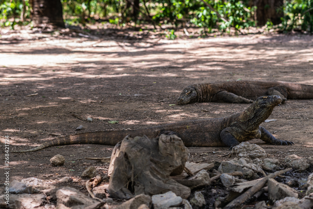 Komodo Island, Indonesia - February 24, 2019: Komodo National Park. Two Komodo Dragons in the wild, lying on dirt in the shade. Green foliage in back. Komodo Island, Indonesia - February 24, 2019: Komodo National Park. Two Komodo Dragons in the wild, lying on dirt in the shade. Green foliage in back.