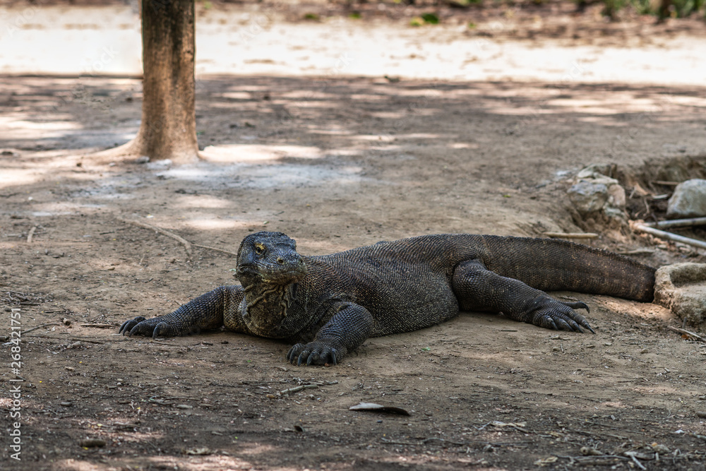 Komodo Island, Indonesia - February 24, 2019: Komodo National Park. Disturbed Komodo Dragon in the wild, lying on dirt in the shade and rising his head. Komodo Island, Indonesia - February 24, 2019: Komodo National Park. Disturbed Komodo Dragon in the wild, lying on dirt in the shade and rising his head.