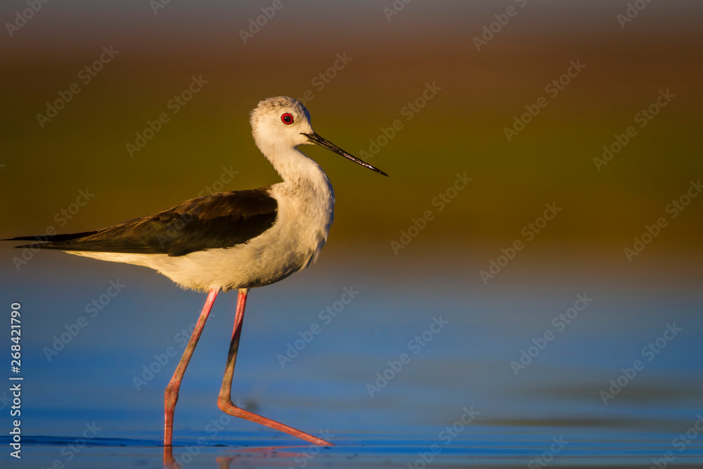 Obraz premium Cute water bird. Common bird; Black winged Stilt. Colorful Nature background.