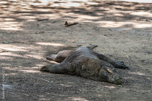 Komodo Island  Indonesia - February 24  2019  Komodo National Park. Big fat Komodo Dragon in the wild  lying on dirt and lurking in the shade.