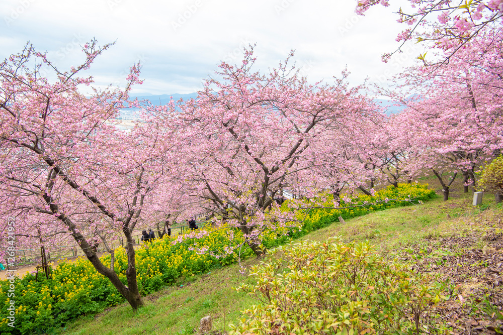 Beautiful Cherry Blossom in Matsuda , Japan Beautiful Cherry Blossom in Matsuda , Japan