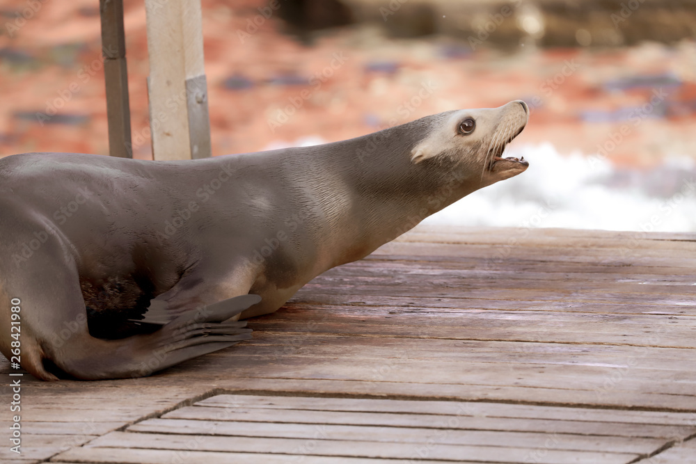 Fototapeta premium seals in a zoo