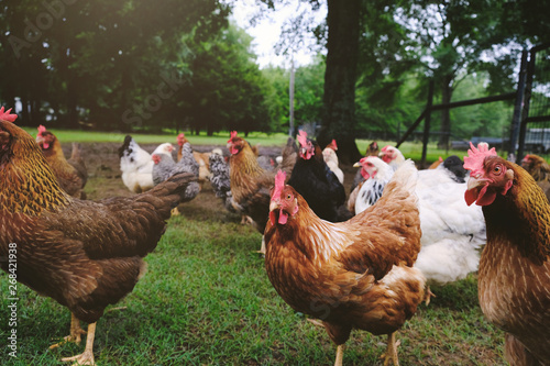 Fototapet Free range chicken birds in farm grass.  Shows hens closeup.