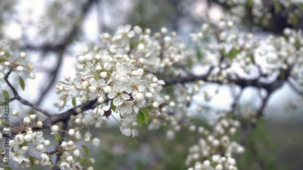 A branch of blooming apple tree on light spring wind. Close up of beautiful white flowers. Slow motion.