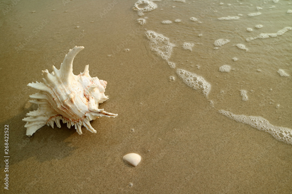 Natural Branched Murex Shell Isolated on Wet Sand Beach with the Backwash