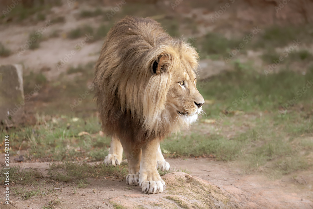 Naklejka premium lion