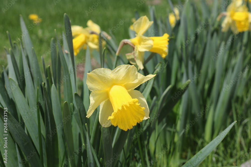 Yellow daffodil flowers in full bloom in backyard spring garden Yellow daffodil flowers in full bloom in backyard spring garden