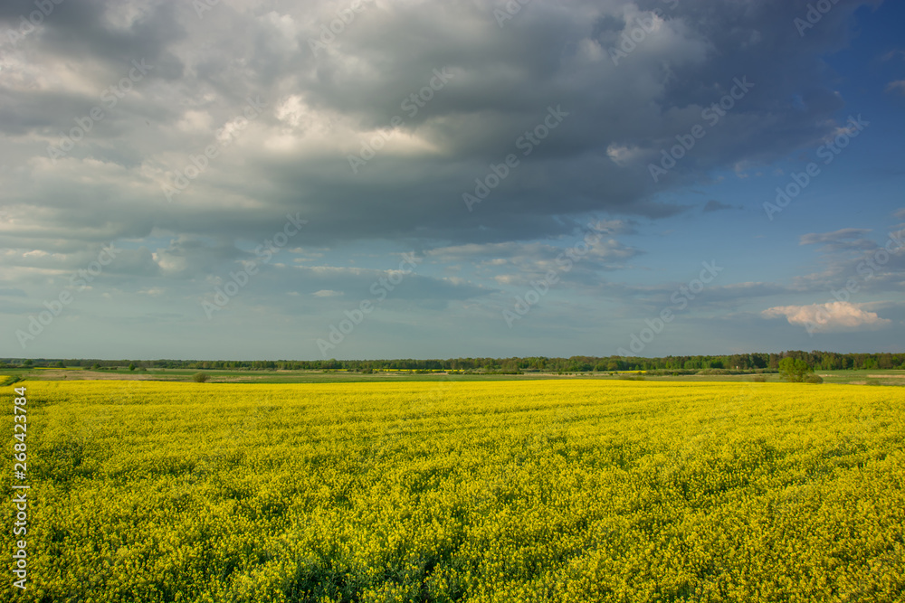 Field of yellow rape and dark evening cloud in the sky